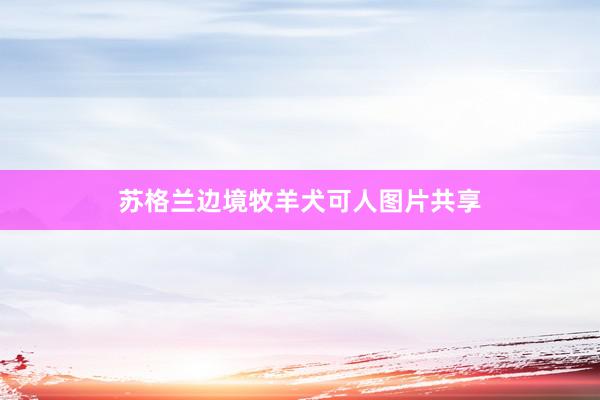 苏格兰边境牧羊犬可人图片共享